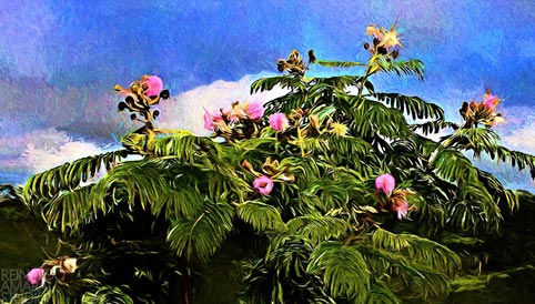 CERRADO STUDY - Albizia Julibrissin 