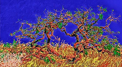 CERRADO STUDY XXIII