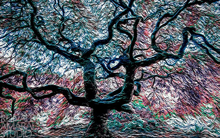 CERRADO STUDY Crooked Branches