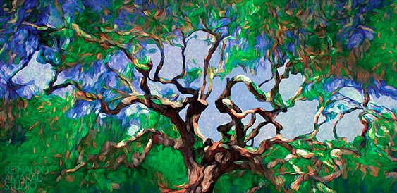CERRADO STUDY XXVII
