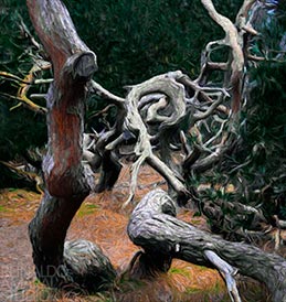 CERRADO STUDY - Crooked Branches II