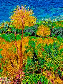 CERRADO STUDY - Paepalanthus
