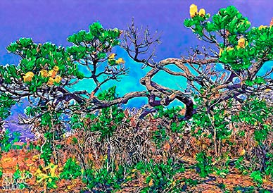 CERRADO STUDY - Tucaneira V
