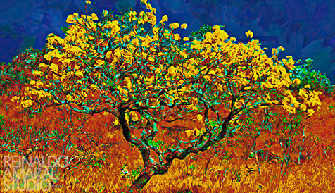 CERRADO STUDY - Ipe Amarelo
