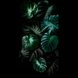 MONSTERA DELICIOSA II