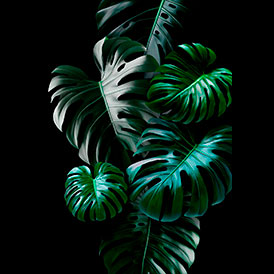 MONSTERA DELICIOSA III