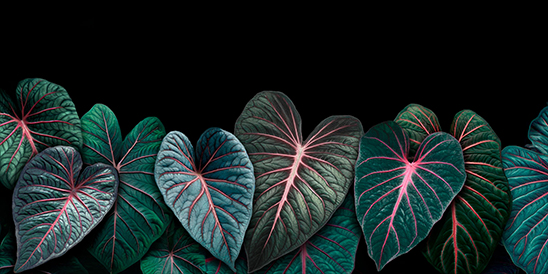 CALADIUM LINDENII MAGNIFICUM II