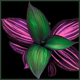 Tradescantia Zebrine III