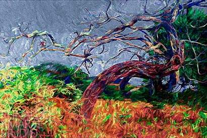 CERRADO STUDY XXII