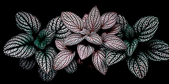 FITTONIA ALBIVENIS III