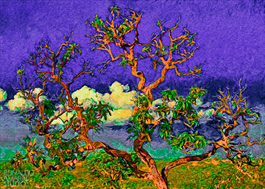CERRADO STUDY - PEQUIZEIRO V